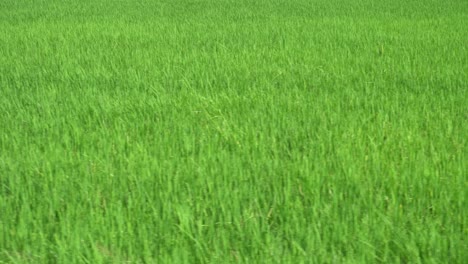 Move-in-green-paddy-field.